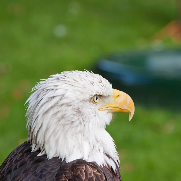 Mężczyzna Bald Eagle 1 — Zdjęcie stockowe