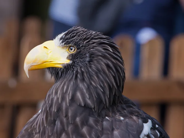 Του Steller Sea Eagle 1 — Φωτογραφία Αρχείου
