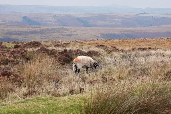 Ηνωμένο Βασίλειο πρόβατα ρεικότοποι — Φωτογραφία Αρχείου