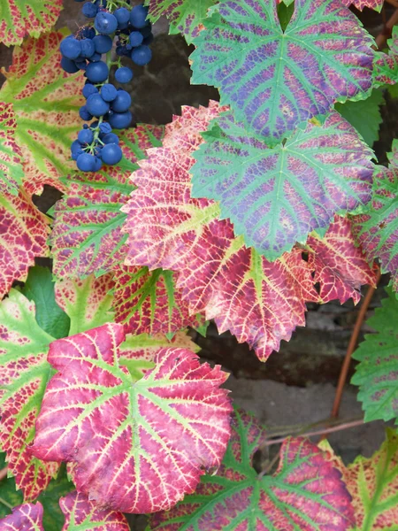 Final Grapes of the Growing Season — Stock Photo, Image