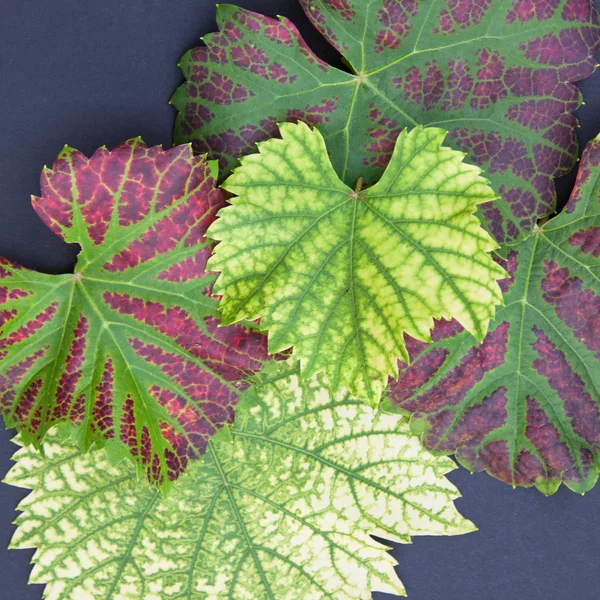 Vine Leaves in the Fall — Stock Photo, Image