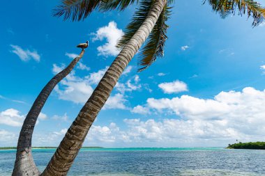 Tulum, Meksika 'da ıssız bir sahil.