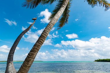 Tulum, Meksika 'da ıssız bir sahil.