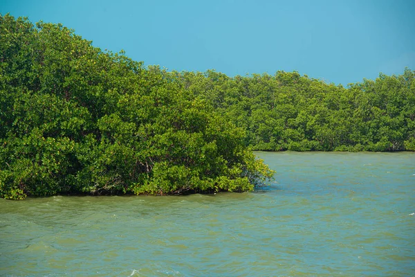 Mangrove Zon Vid Tajamar Piren Cancun Mexiko — Stockfoto