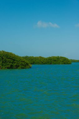 Tajamar iskelesindeki Mangrove bölgesi, Cancun, Meksika
