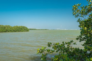 Tajamar iskelesindeki Mangrove bölgesi, Cancun, Meksika