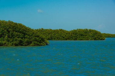 Tajamar iskelesindeki Mangrove bölgesi, Cancun, Meksika