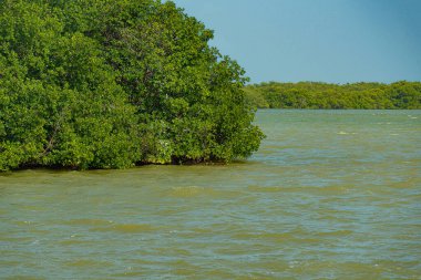 Tajamar iskelesindeki Mangrove bölgesi, Cancun, Meksika