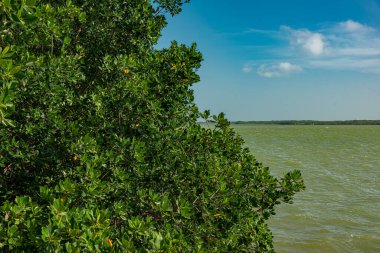 Tajamar iskelesindeki Mangrove bölgesi, Cancun, Meksika