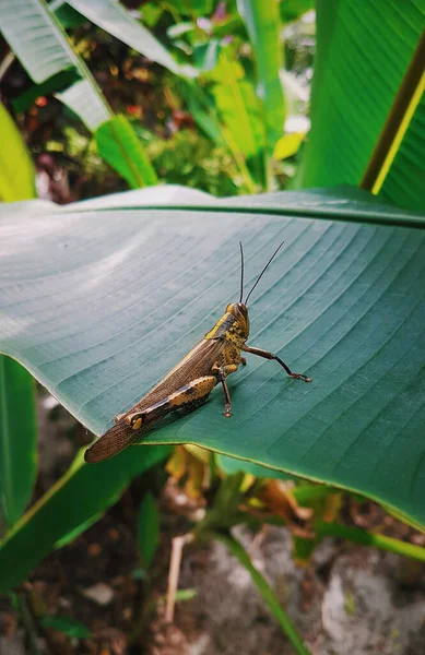 Large Grasshopper Banana Leaf Tropics Travel Photo — Stock Photo, Image