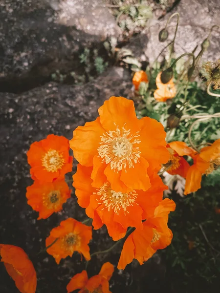 Fiori Foto Naturale Primavera Estate Fioritura — Foto Stock