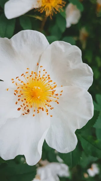 Fiori Foto Naturale Primavera Estate Fioritura — Foto Stock