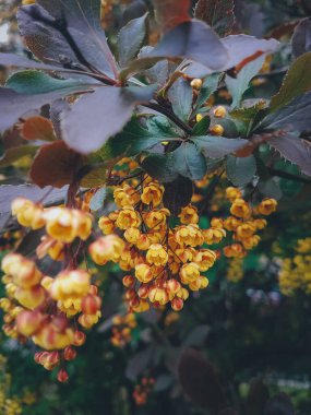 Çiçekler, doğal fotoğraf, bahar ve yaz çiçekleri. 