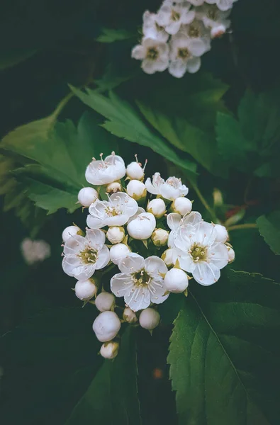 Fiori Foto Naturale Primavera Estate Fioritura — Foto Stock