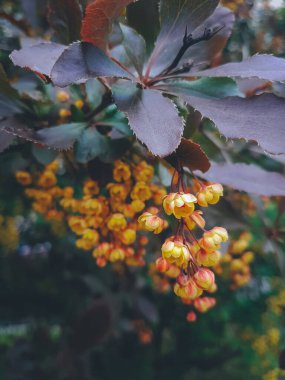Çiçekler, doğal fotoğraf, bahar ve yaz çiçekleri. 