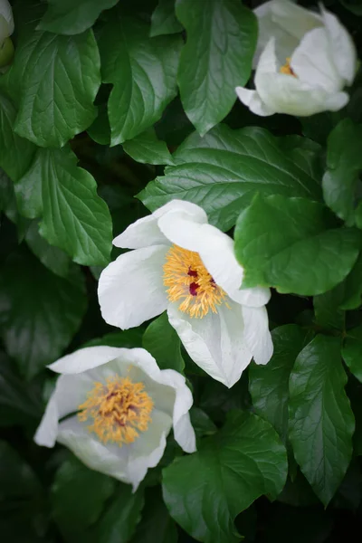 自然写真 春と夏の花 — ストック写真