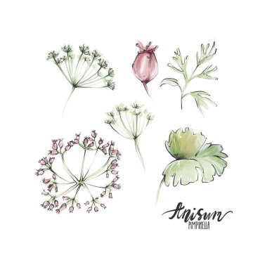 Suluboya çiçekleri tasarımı, beyaza izole edilmiş, Dijital sanat