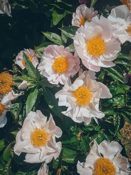 Білі Півонії Клумбі Літні Квіти — стокове фото