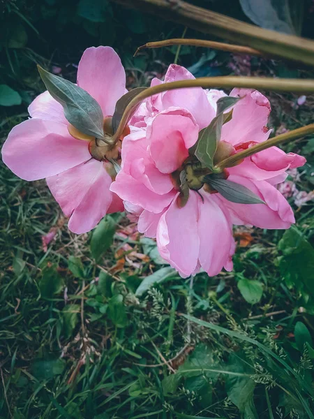 Peonie Aiuola Fiori Estivi Rosa — Foto Stock