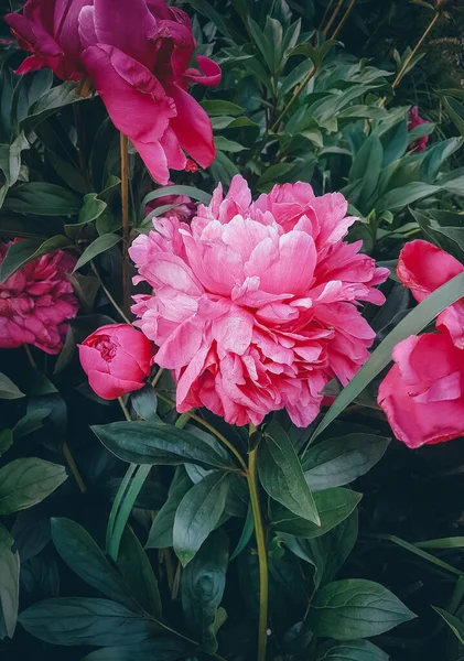Півонії Клумбі Рожеві Літні Квіти — стокове фото