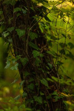 Ormandaki bir ağaçta yeşil sarmaşık