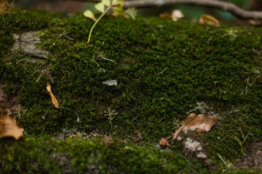 Ağaçların ve taşların üzerinde yeşil yosun var.