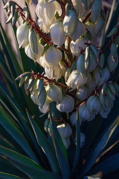 Campana Flor Blanca Sol Poniente — Foto de Stock