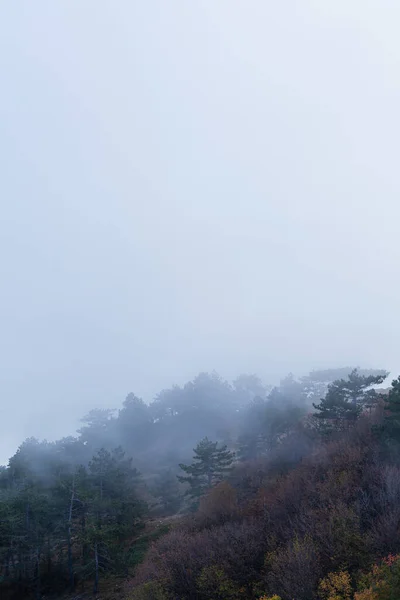 Bosque Denso Mezclado Niebla — Foto de Stock