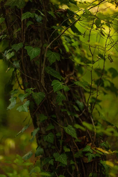 Groene Klimop Een Boom Het Bos — Stockfoto