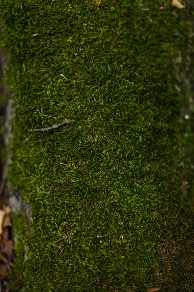 Зелений Мох Лісі Каменях Деревах — стокове фото