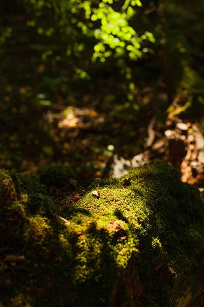 Groene Mos Het Bos Stenen Bomen — Stockfoto