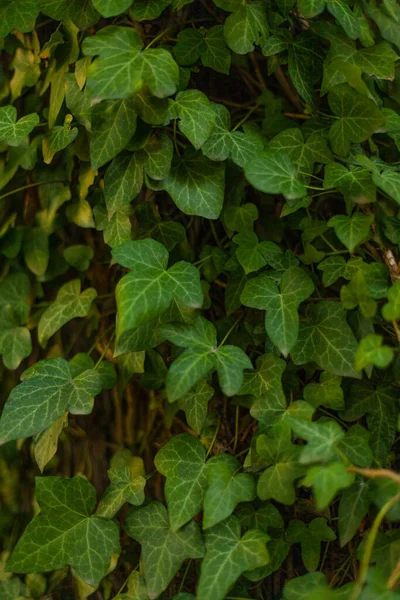 Grön Murgröna Ett Träd Skogen — Stockfoto