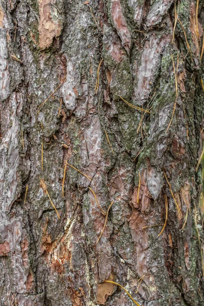 Écorce Pin Gros Plan Tronc Arbre Aiguilles Conifères Sur Écorce — Photo