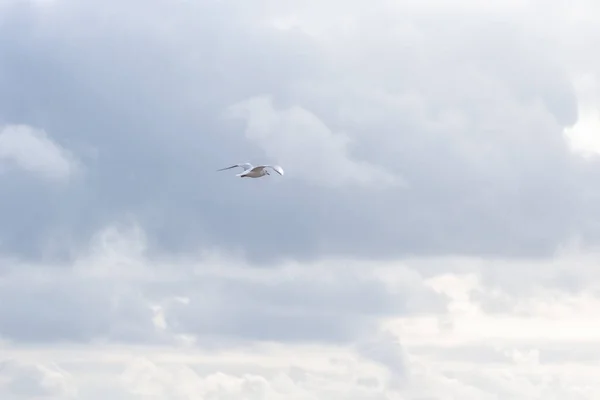 Gaivotas Voam Sobre Mar Fundo Marinho Voo Livre Gaivotas Paisagem — Fotografia de Stock