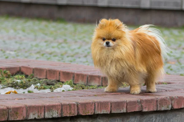 Peaceful dog of a small breed. Red Pomeranian Spitz. Funny face. Funny animals. Dog for a walk. Fluffy pet. Cute puppy on the street. Thoroughbred pet. A pet for a family with children.