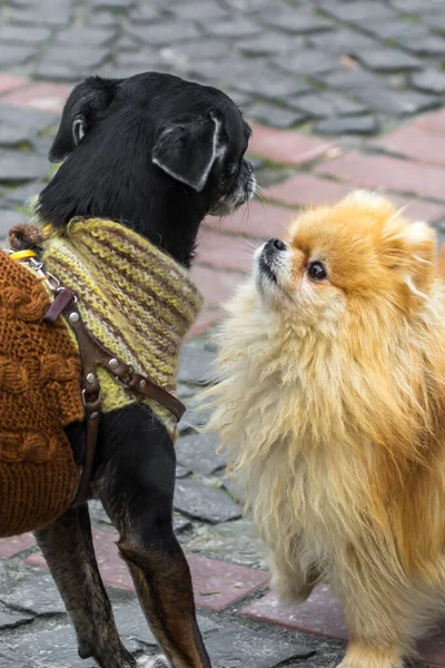 Lugn Hund Liten Ras Röd Pommerska Spitz Lustigt Ansikte Roliga — Stockfoto