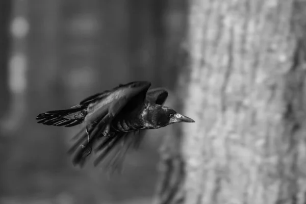 Svart Kråka Flykt Svårfångad Vinge Fågelns Flygbana Svarta Fjädrar Klok — Stockfoto