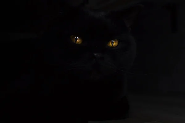 Желтые Кошачьи Глаза Черная Кошка Темной Комнате Пятница Мистическая Тема — стоковое фото