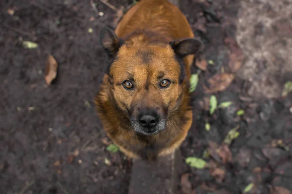 Cão Gengibre Protecção Dos Animais Olha Para Cachorrinho Engraçado Olha — Fotografia de Stock
