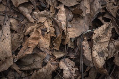 Ölü yapraklar. Düşmüş yaprak halısı. Autumn Park 'ta. Solan doğa. Sezon. Mevsimsel fenomen. Kuru yaprak dokusu. Doğa arkaplanı.