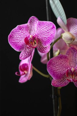 Mor orkide. Narin çiçek. Orkide çiçeği. Bir kız için hediye. En romantik çiçek. Taç deseni. Sevgililer Günü. Zarif bir bitki. Siyah ve beyaz orkide.