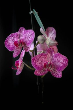 Mor orkide. Narin çiçek. Orkide çiçeği. Bir kız için hediye. En romantik çiçek. Taç deseni. Sevgililer Günü. Zarif bir bitki. Siyah ve beyaz orkide.