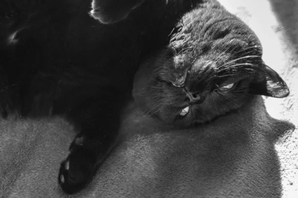 Tatmin Olmuş Siyah Kedi Cins Skoç Düz Kara Hayvan Kehribar — Stok fotoğraf