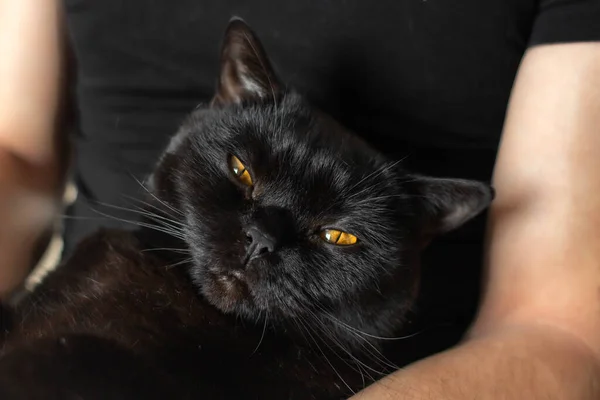 Gato Preto Satisfeito Raça Scottish Straight Animal Negro Olhos Âmbar — Fotografia de Stock