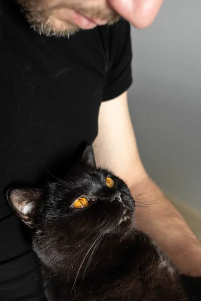 Довольный Чёрный Кот Порода Шотландская Прямая Черное Животное Янтарные Глаза — стоковое фото