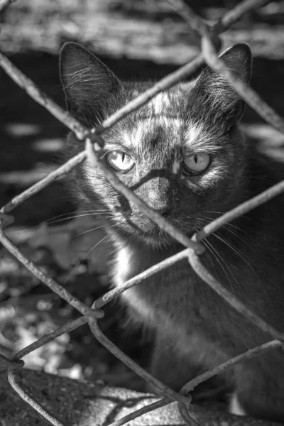Animal Sans Abri Dans Une Cage Chat Est Dans Rue — Photo