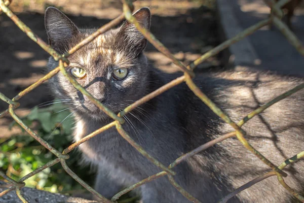 A homeless animal in a cage. The cat is on the street. Pet in nature. Cat look. Green eyes. Predatory animals. Animal protection. A living creature in captivity. Cruel treatment. Shelter for pets.