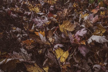 Soyut arkaplan. Sonbahar havası. Koyu çalılıklarda parlak yapraklar. Keskin dallar. Doğanın güzelliği. Sonbaharın renkleri. Yaprak deseni. Düşen sonbahar yaprakları.