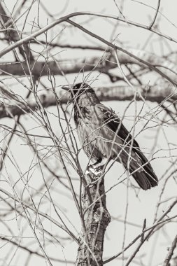 İlkbaharda ağaç dallarına meraklı karga oturur. Akıllı kuş. Dalların arasındaki karga. Ağaçtaki kuş. Bahar geldi. Doğa canlanıyor. Vahşi kuş hayatı. Mart havası.