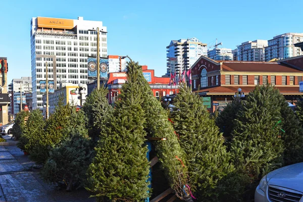 Ottawa Canadá Noviembre 2020 Árboles Navidad Exhibición Byward Market Ontario — Foto de Stock